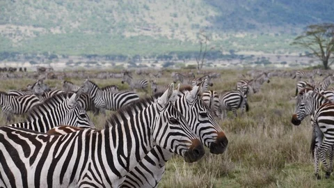 Zebra Migration Serengeti Stock Footage 125560541
