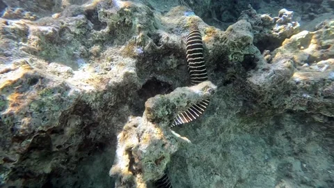Zebra Moray Eel, 4K video,footge, Red sea Stock Footage 170745304