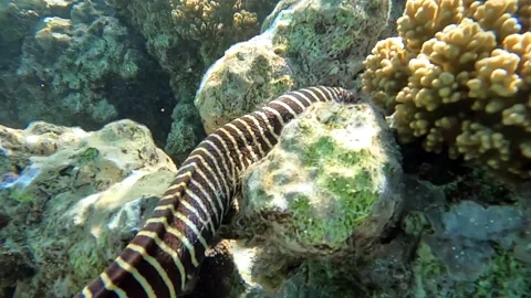 Zebra Moray Eel, 4K video,footge, Red sea Stock Footage 170745865
