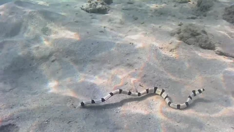 Zebra Moray Eel Burrowing into a Sandy Den in Las Cabanas, Red Sea, Egypt Video stock 341290430