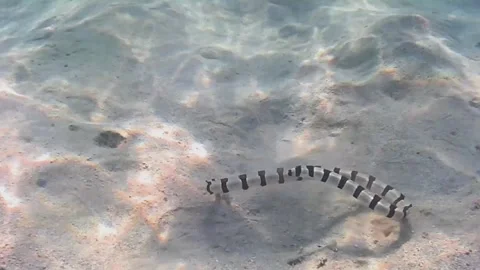 Zebra Moray Eel Burrowing into a Sandy Den in Las Cabanas, Red Sea, Egypt Stock Footage 341290431