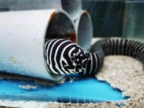 Zebra Moray Eel Emerging from PVC Pipe in Aquarium Stock Photos