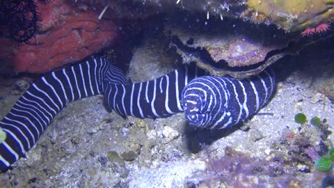 Zebra moray eel Stock Footage 133982324