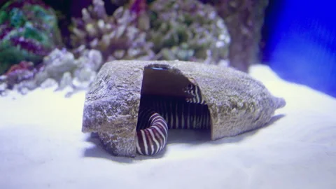 Zebra moray eel inside a broken vessel Stock Footage 203954020