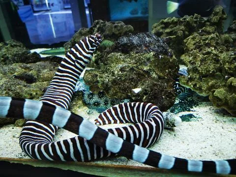 Zebra Moray Eel Navigating Through Aquarium Rocks Stock Photos