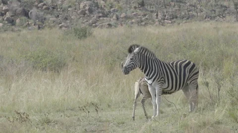 Zebra Mother and Foal Medium Wide Stock Footage 277602749