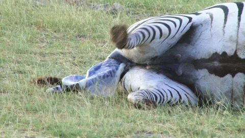 A zebra mother begins the to push during birth Vidéo 108650681