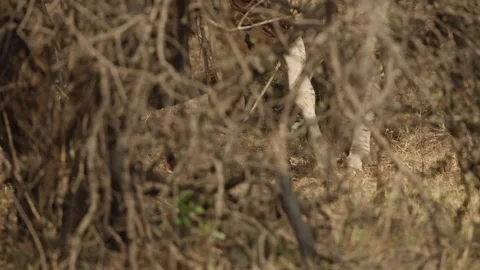 Zebra moving behind dry branches in slow motion in Kruger National Park, South Stock Footage 346011702