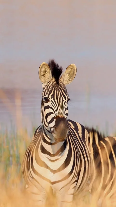 Zebra moving through long grass with water behind, tail swishing Vídeo Stock 327502763