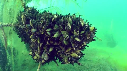 Zebra mussel (Dreissena polymorpha). Stock Footage 63112078