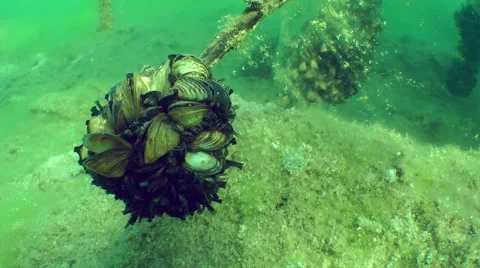 Zebra mussel (Dreissena polymorpha). Stock Footage 63112232