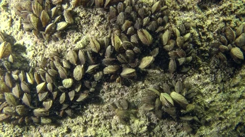 Zebra mussel (Dreissena polymorpha). Stock Footage 63114356
