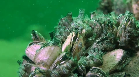 Zebra mussel (Dreissena polymorpha). Stock Footage 63254345