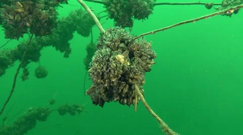 Zebra Mussel (Dreissena polymorpha) Stock Footage 67737583