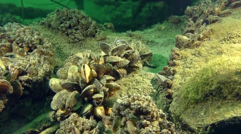 Zebra Mussel (Dreissena polymorpha) Stock Footage 67738002