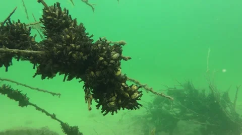 Zebra Mussel (Dreissena polymorpha) Stock Footage 67738225