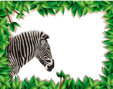 Zebra in nature frame イラスト素材