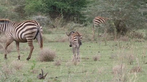 Zebra with Newborn Video stock 125454577