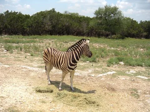 Zebra not looking at camera 写真素材