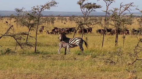 Zebra nursing with wildebeests in the background Stock Footage 34967009