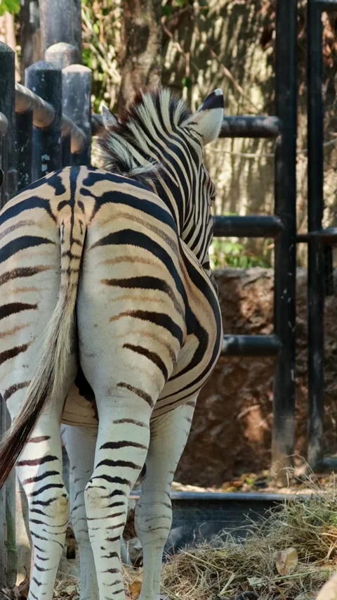 Zebra Observing Enclosure in Chonburi Stock Footage 304311844