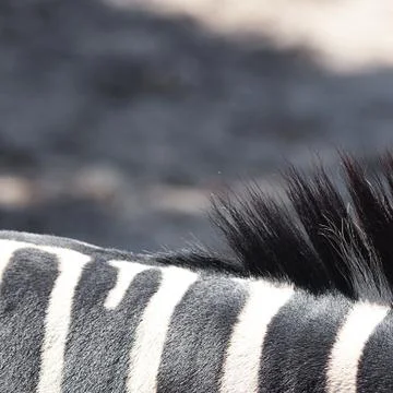 Zebra in an open cage at the zoo Stock-Fotos