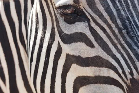 Zebra in an open cage at the zoo Foto stock