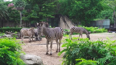 Zebra at the open zoo. Stock Footage 117993356