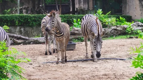 Zebra at the open zoo. Stock Footage 117994045