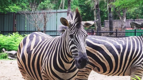 Zebra at the open zoo. Stock Footage 117994138