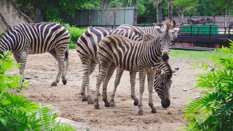 Zebra at the open zoo. Stock Footage 117994248