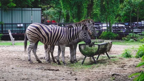 Zebra at the open zoo. Stock Footage 117994781