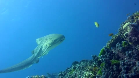 Zebra or Leopard shark (Stegostoma fasciatum) swimming very close 6 Stock Footage