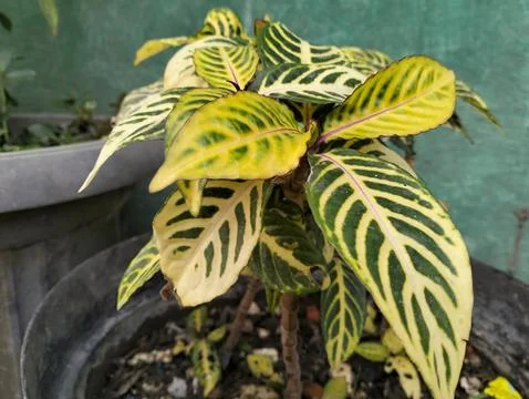 Zebra ornamental plants Stock Photos