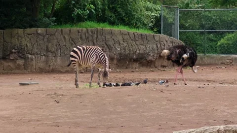 Zebra, Ostrich, and Pigeons Sharing Food at Chapultepec Zoo Stock Footage 343453950