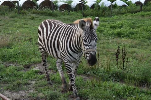 Zebra out for a stroll Foto stock