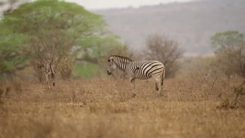 Zebra with oxpecker bird foraging on its coat in slow motion on African savanna Stock Footage 346426534