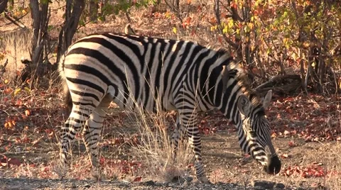 Zebra with oxpecker eating Stock Footage 8573963