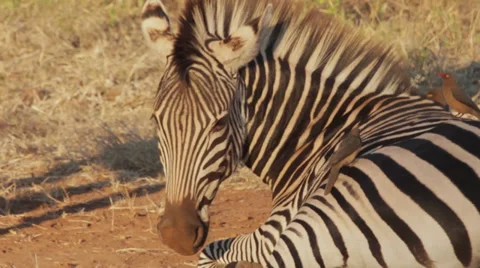 Zebra with Oxpeckers #2 Видео 39066875