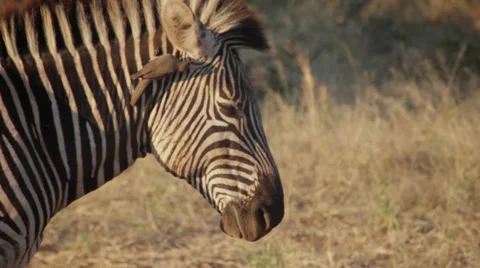 Zebra with Oxpeckers Видео 39066466