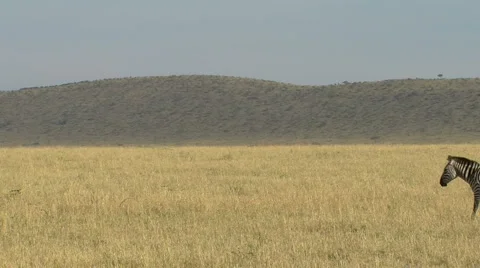 Zebra P1 Stockbeeldmateriaal 1004682