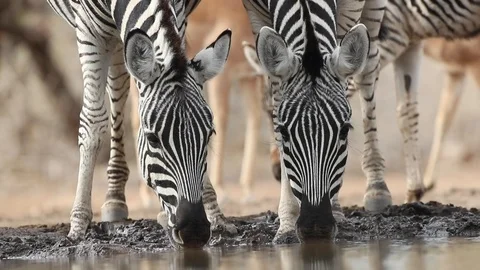 Zebra pair drinking from waterhole low-angle - Botswana Stock Footage 117511811