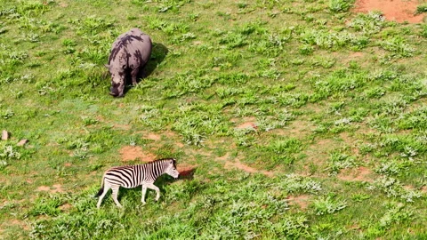 Zebra pair walk past grazing white rhinoceros in lush field of reserve 動画素材 333547193