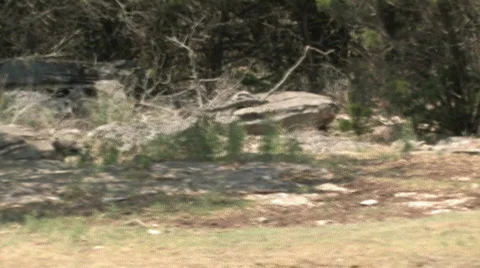 Zebra pan drive M HD Stock Footage 117969