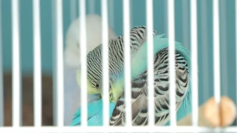 Zebra Parakeet bird in cage at pet market. 库存影片 101018246