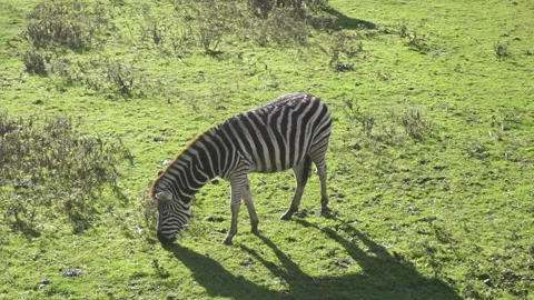 Zebra part 1 of 2 Stock Footage 146717542