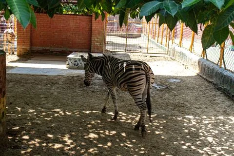 Zebra in partial shade resting peacefully in Chattogram Zoo Stock Photos