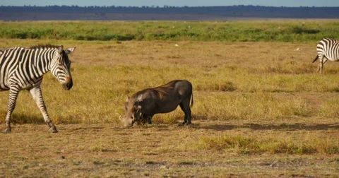 Zebra passes Warthog Stock Footage 60603716