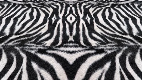 Zebra pattern animation Stock Footage 105745176