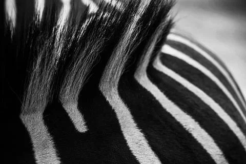 Zebra Pattern Background Stock Photos